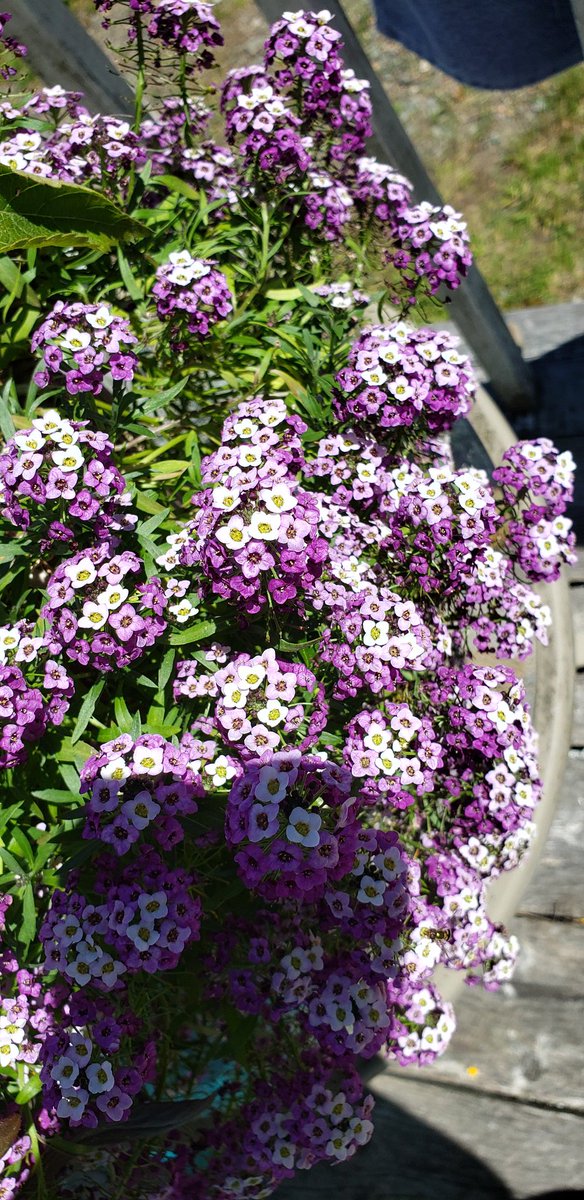 Necole6676's tweet photo. Brandnewflowers#brandnewhappeningscoming! https://t.co/dKZiHttq30
