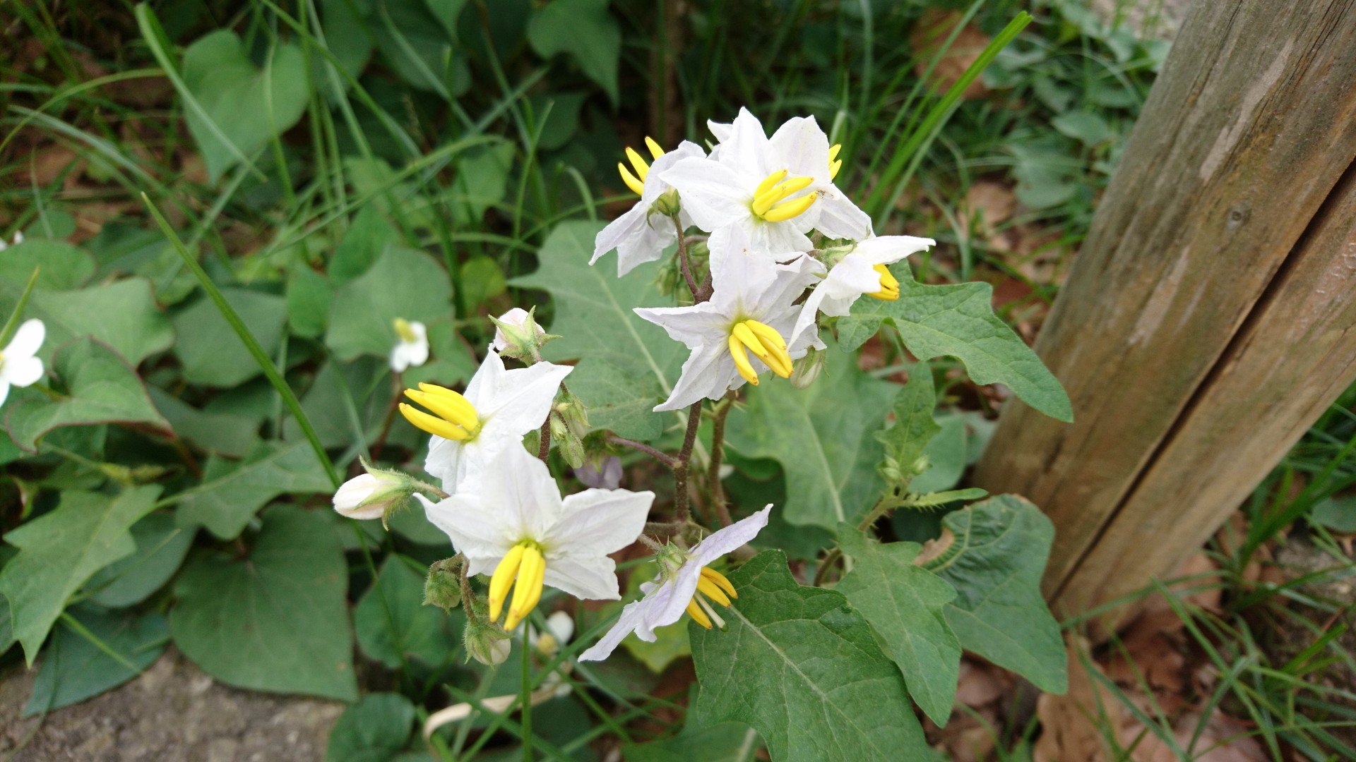 台東区公園課 Taito Park この茄子の花に似た 一見綺麗なお花が咲いているものですが 実は雑草です 茎にはトゲがあり 抜こうとするとチクチクして抵抗されることから ワルナスビ と呼ばれます どこにでも生えてくるので抜く際は注意が必要です