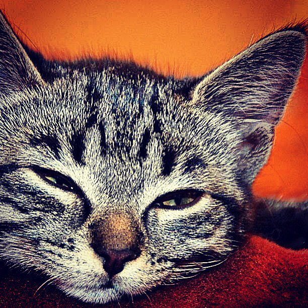 Yeah, yeah, I'm listening....Zzzzz....
#mr_houdini_cat #catlove