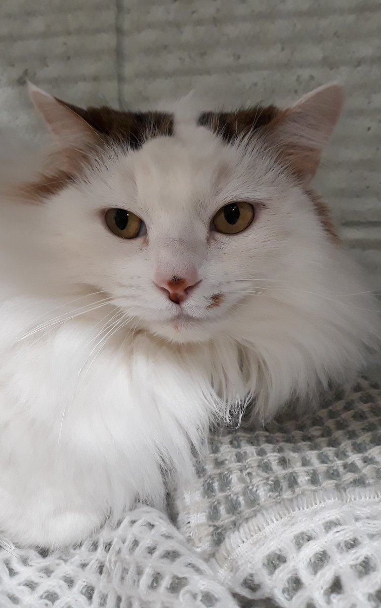 cityofballarat's tweet image. Hi, I'm Puss! 😻 😽 
I arrived here at the Ballarat Animal Shelter with my kittens in November, and while they have all been adopted, I am still looking for my purr-fect home.  
I'd love to come home with you!

MC: 956000010839243
AN/224/DAB