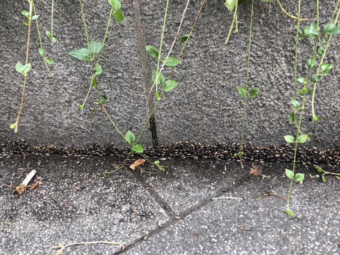 閲覧注意 ダンゴムシが家の近くで大量発生してるので 他所はどうかな