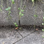 閲覧注意 ダンゴムシが家の近くで大量発生してるので 他所はどうかな と思ってtwitter検索した結果 Togetter