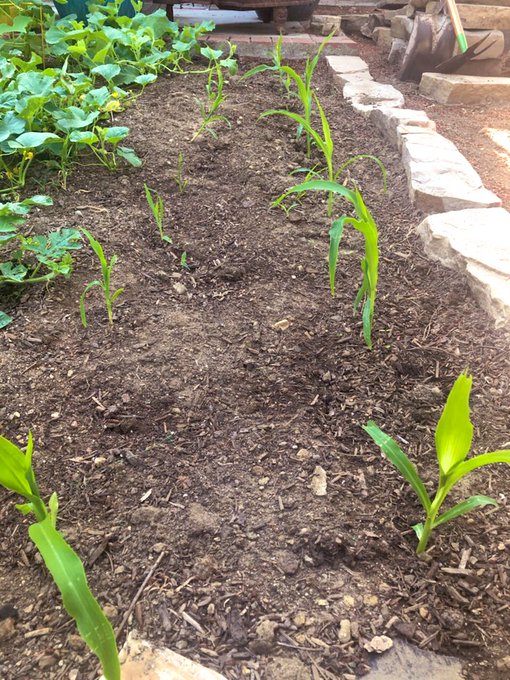 I let my final artichoke go to seed because bees love it. And here&rsquo;s my baby corn and my incredibly tall<a href="/tag/gardentour"class="tags"><span>#gardentour</span></a>