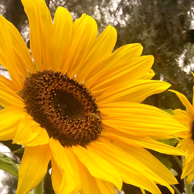 I let my final artichoke go to seed because bees love it. And here&rsquo;s my baby corn and my incredibly tall<a href="/tag/gardentour"class="tags"><span>#gardentour</span></a>