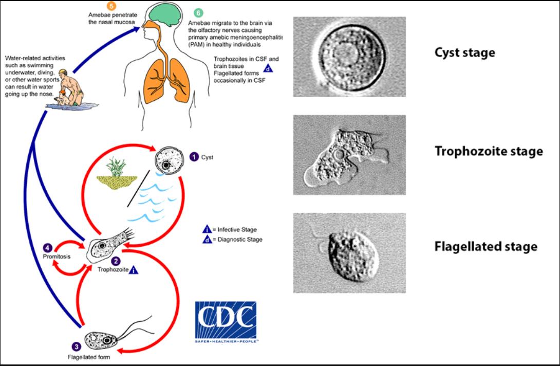 drmoniqueadu's tweet photo. Brain Eating Amoeba in Warm Waters: 99% Fatal Without Rapid Recognition and Treatment
https://t.co/YvwYdxJF16
#Braineatingamoeba, #NFowleri https://t.co/df3QEm1lNJ