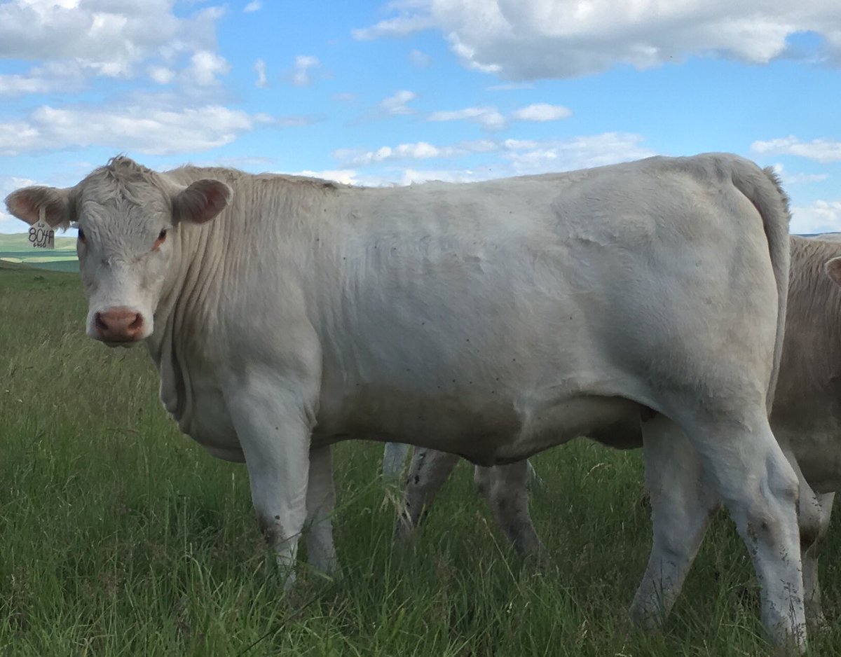 Out checking the bred heifers and she was posing too good to not take a picture (MAIN 804F)