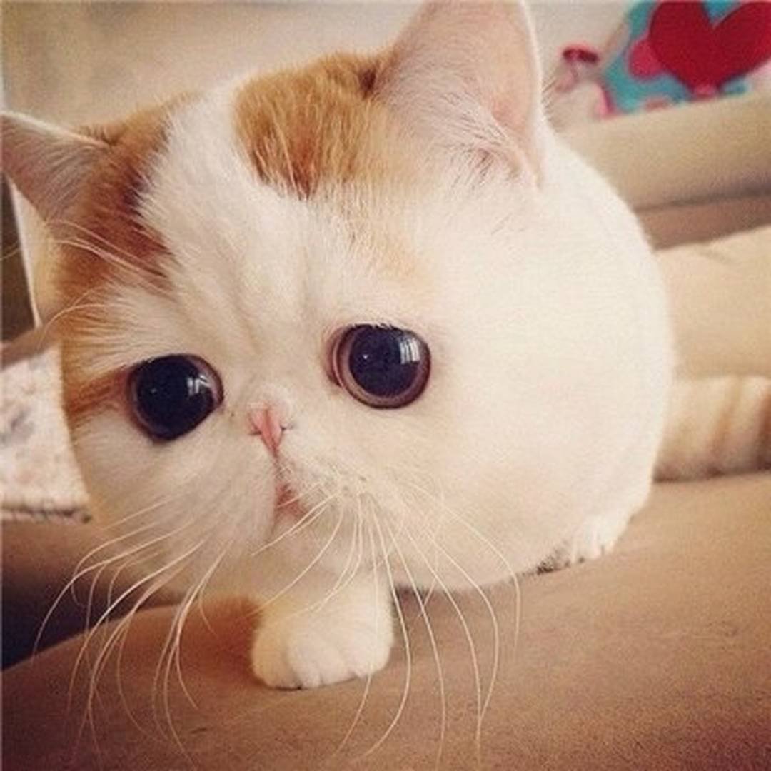 Look at my cute cheeks!
#catoftheday #twitter