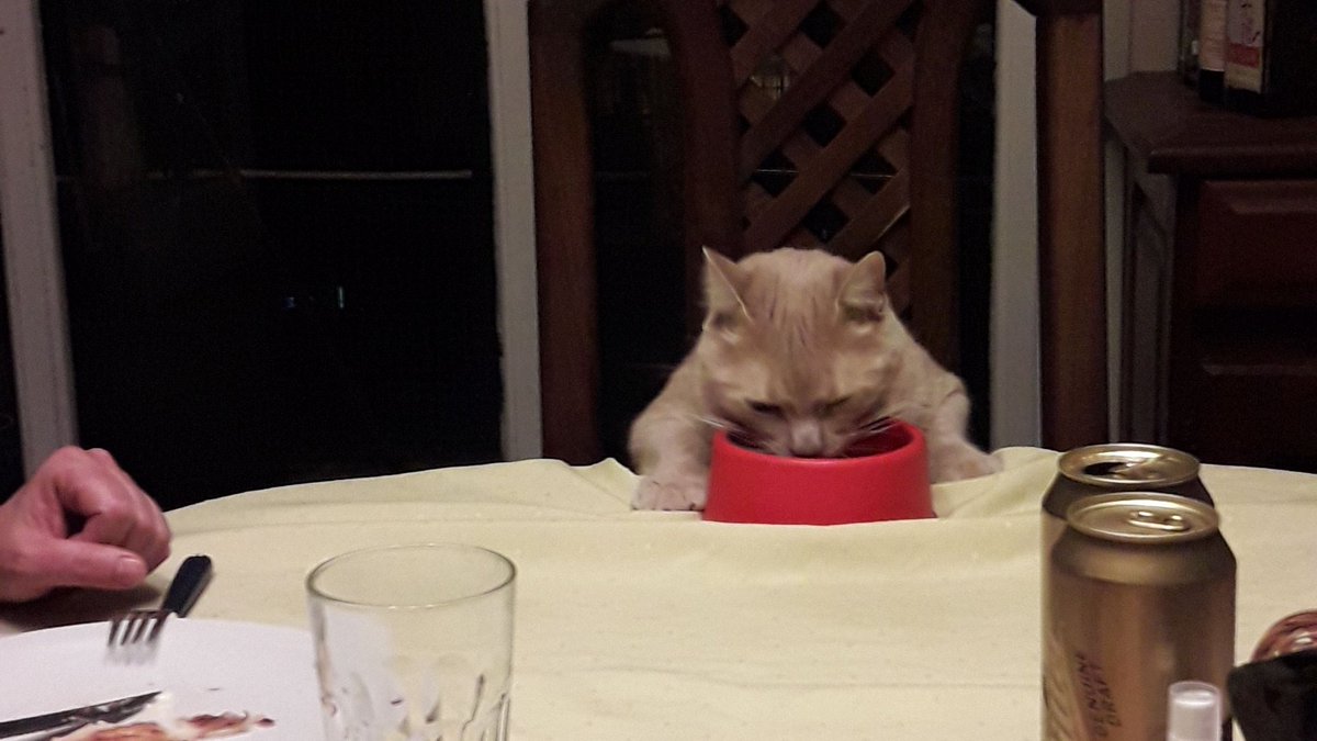 Bueno gente acá en mi casa nos volvimos todos locos y el gato es uno más en la mesa ok
