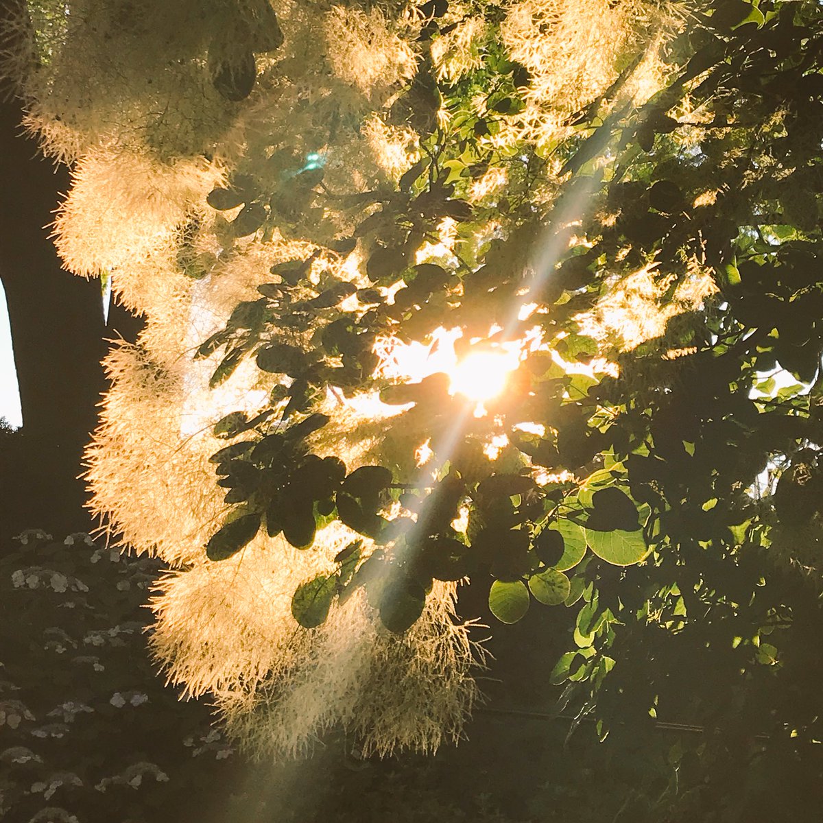 NYC Central Park, JKO Reservoir by 90th st. Outdoor music from one of the Museums, runners in packs and singles going round and round, and a near cloudless sky gracing this side of New England. #ilovesummer ☀️🐝🦋🤩