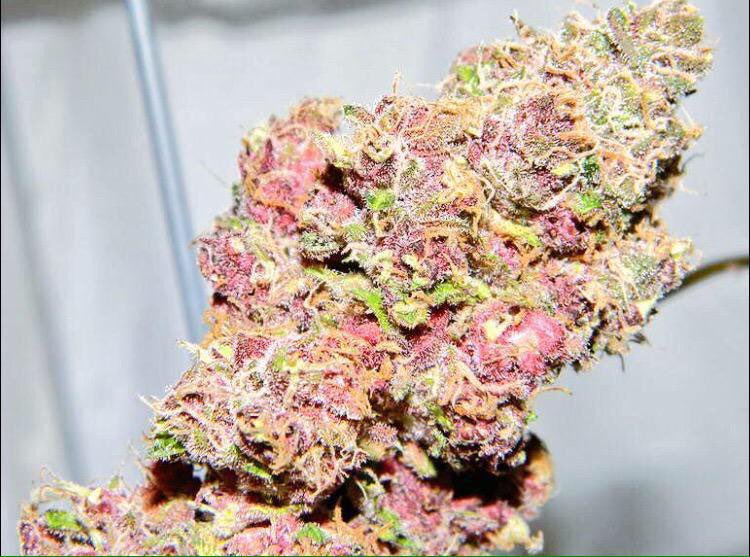 Johnny- PlushberryThis strain is an indica so it soothes and eases stress but what makes plushberry special, is that you can still get so much done while having deep revelations about the universe. It knocks you out but has the cutest color and everything about it screams Johnny