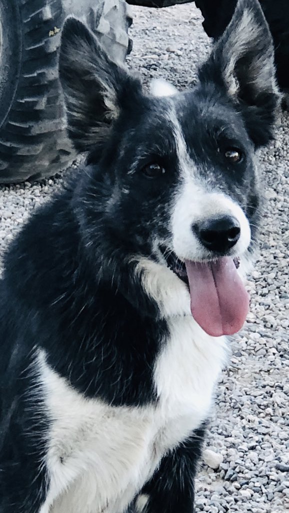 AZStockDogs tweet picture