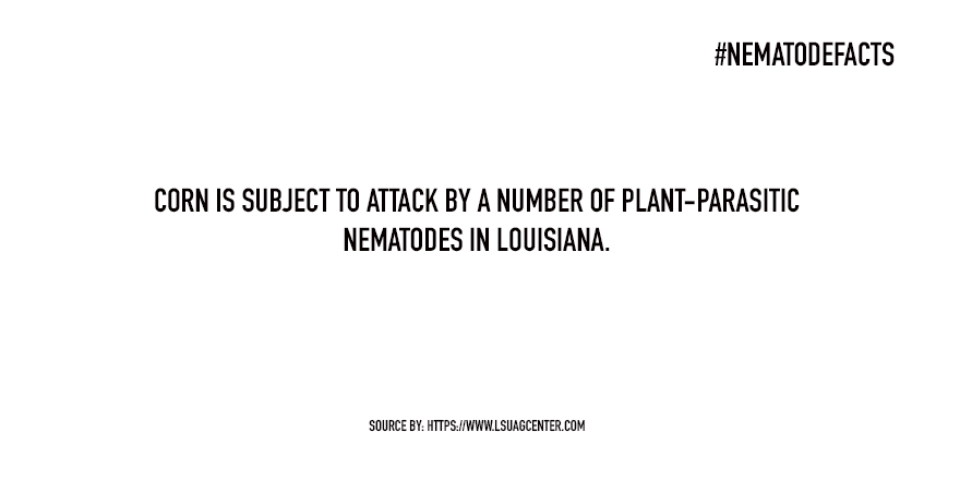NematodeFacts's tweet photo. #Louisiana: Did you know? The most common nematodes found in corn production in your state are: southern root-knot, lance, lesion, stubby-root, spiral, ring and stunt. https://t.co/ExHulcuPaL