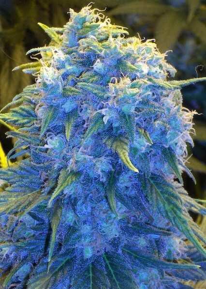 Taeil: Blue DreamThis is a sativa dominant hybrid known for its super sweet taste. It’s perfect for when you want to relax and stay calm, but it’s very versatile. It’s also an insanely dreamy high for when you just want to lay in bed and think. The lovely blue dream IS Taeil.