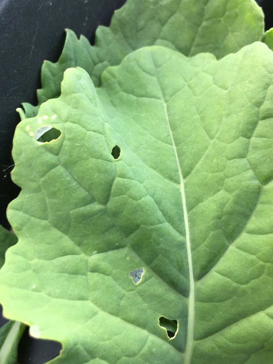 Well, in a year of insect pests, whats one more right?! DBM larvae are hatching and beginning to feed on canola. Note the “window pane” feeding visual.