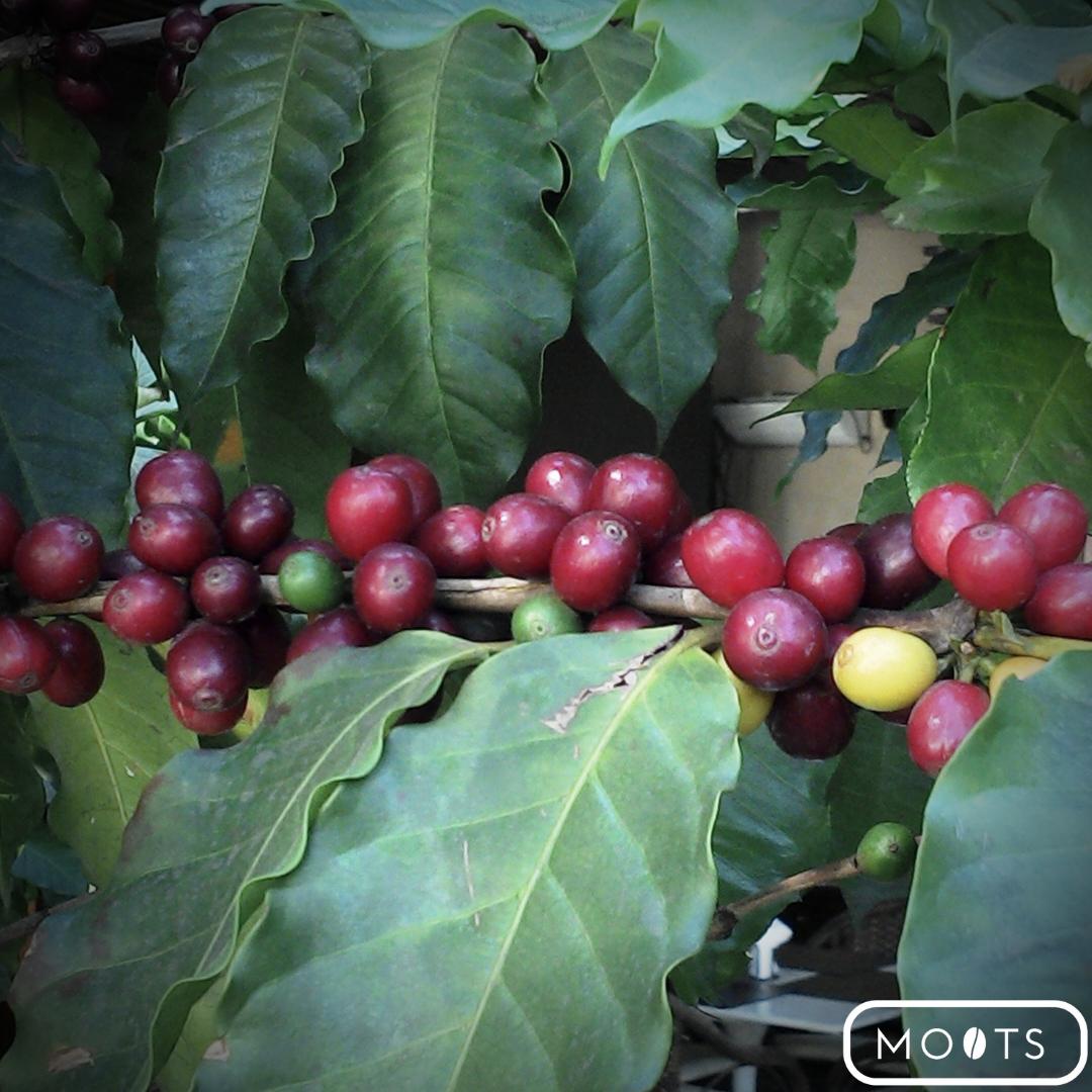 MEJOR CAFÉ ORGÁNICO. El café mexicano es reconocido a nivel mundial. México es el principal productor de café orgánico. ¿Ya conoces los beneficios del café orgánico? ow.ly/ymAw50uOmNU