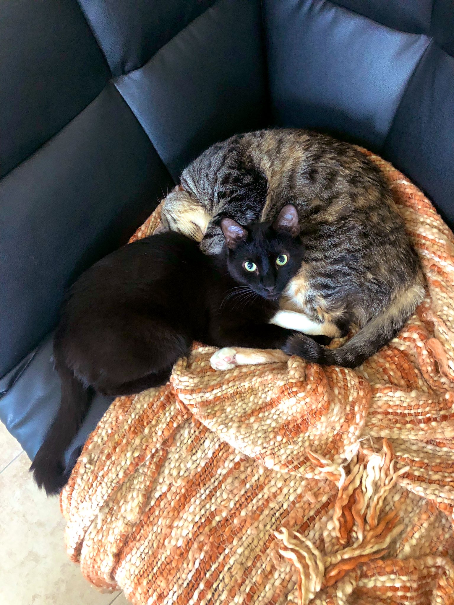 Abby Opel on Twitter "cats https//t.co/gaxs0If94m" / Twitter
