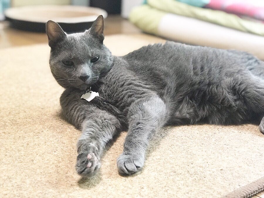 24hChillOutCats's tweet photo. Who hurt his heart?😿💔 #chill #smokeyboi #日々是勉強 #SQFluid #vet #SubcutaneousFluid #腎臓病猫 #慢性腎不全猫 #甲状腺機能亢進症猫 #CKDCats #hyperthyroidcat #24hourchilloutcats #獣医学 #動物看護師 #vetmed #老猫介護 #vetdrugs #獣医師 #皮下輸液 #皮下点滴
https://t.co/BALN689x0B https://t.co/r9mSd3QyaF