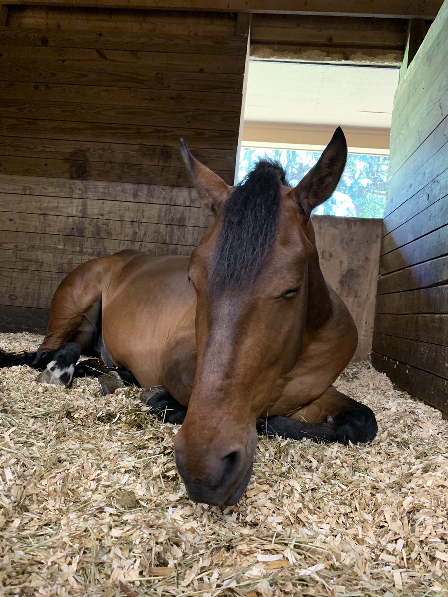 tateventing's tweet photo. Couldn’t possibly love him more. Afternoon snooze is an important part of Emmett’s day... https://t.co/KsZ8NbBb62