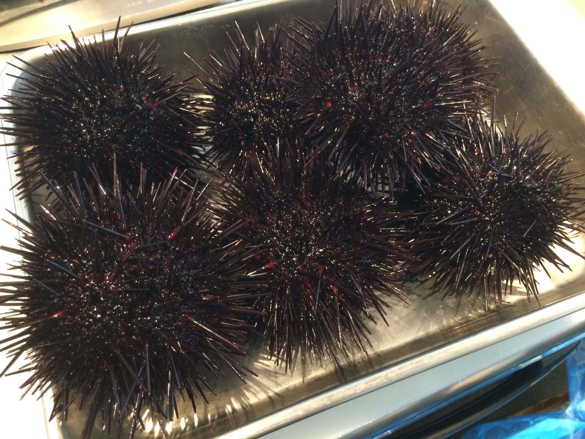 〼kuramae 殻付きウニ入荷 元気に動いてます 殻付きウニ 鮮魚 函館市場 蔵前グルメ 魚が食べたい T Co Z66os1xyxq Twitter