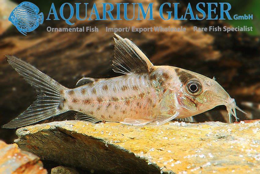 aquariumglaser's tweet photo. #corydoras #robustus #german #bred
find more details and pics later today ( 15:30 CET )@ https://t.co/kgExUnuDLM https://t.co/LHEvd6hQCi