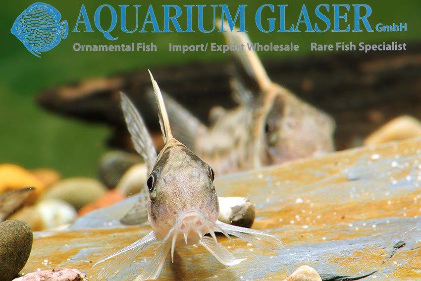 aquariumglaser's tweet photo. #corydoras #robustus #german #bred
find more details and pics later today ( 15:30 CET )@ https://t.co/kgExUnuDLM https://t.co/LHEvd6hQCi