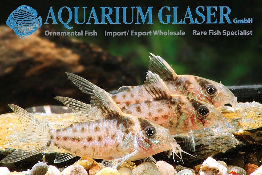 aquariumglaser's tweet photo. #corydoras #robustus #german #bred
find more details and pics later today ( 15:30 CET )@ https://t.co/kgExUnuDLM https://t.co/LHEvd6hQCi
