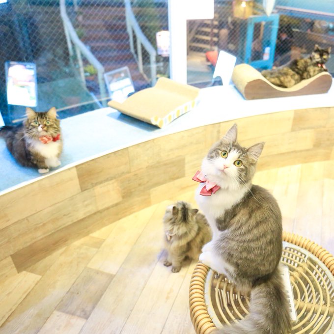 猫喫茶 空陸家 新小岩店 全国の猫さんスポットや猫豆知識紹介の 猫スポ