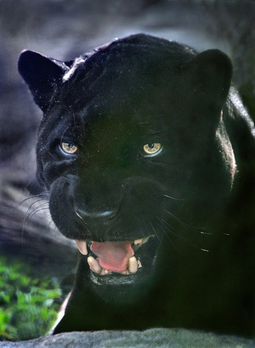 If you don’t read my books,

someone will be sorry.

Beware.

Meow.

<a href="/SusanneLeist/">Susanne Leist</a>
#readinglist #readingfc #writingcommmunity