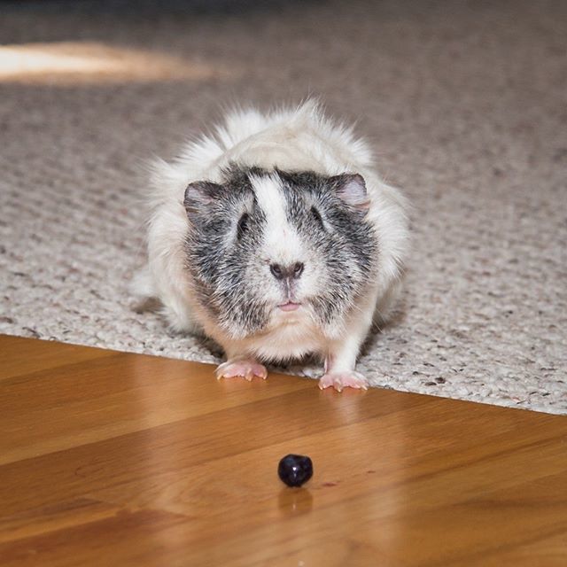 This is Remi. She hated the hard floor because her feet slipped but she loved blueberries too much to leave it there.

#guineapig #guineapigs #cavy #cavylove #piggy #animals #smallpet #fuzzyanimals #littlepig #whistlepi #fourleggedfriend ift.tt/2ZWjTv5
