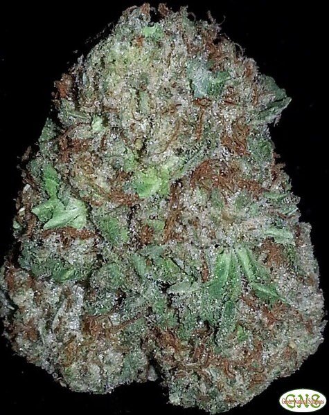 Kun: CinderellaThis is a hybrid strain known for sweet and fruity flavors. It is truly an uplifting strain and will definitely improve your mood and make you feel productive no matter how your day is going. Just like Kun I would smoke this when I need to feel genuinely happy <3
