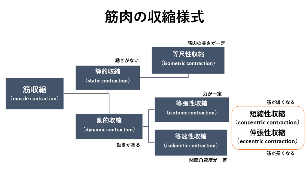 等 尺 性 収縮