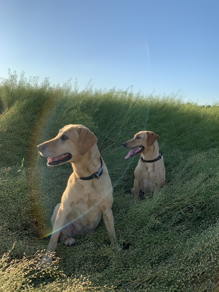 toussaintnick2's tweet photo. @VerdiPlus There is a little lodging here and there but the majority of the plants are 3.5 feet tall. https://t.co/leKQA2e6Ga
