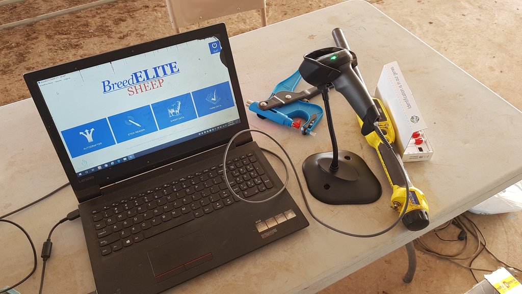 Having a play with TSU samples to find double pedigree in some 2019 drop lambs. #KarawathaPark #motheringup #whosyourdaddy