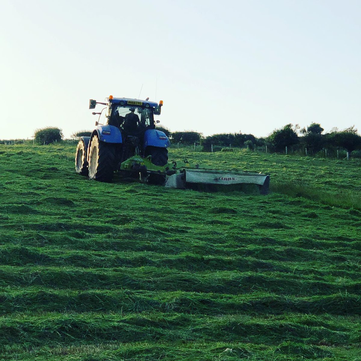 It’s all go on our farm with this dry weather #farming #sheep #pigs #haymaking #bearandblacksmithfarm #farmtofork #knowwhereyourfoodcomesfrom  #ultralocal #farmer #chef #localpub #cheflife #devonlife