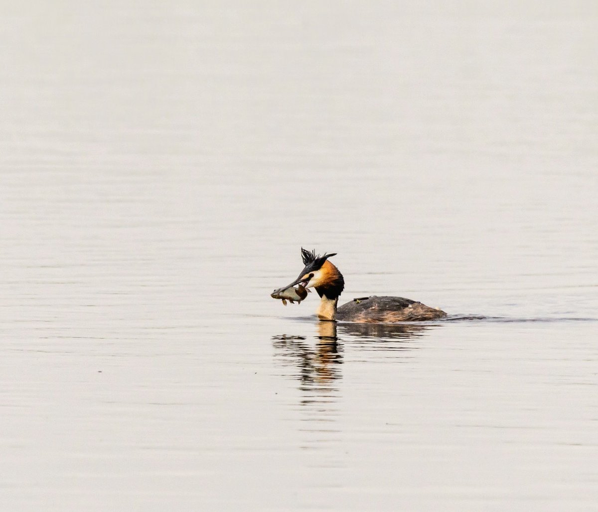 DennisdenHamer1's tweet photo. Time for breakfast. Bon Appétit...Poor fish.... #vroegevogels #Zoom #natuurliefhebber #eetsmakelijk #natuurfotografie #bonappetite #fuut #Nikon #bird #NatGeo #grebe #fotografie #naturephotography #poorfish https://t.co/Q419KH7zow