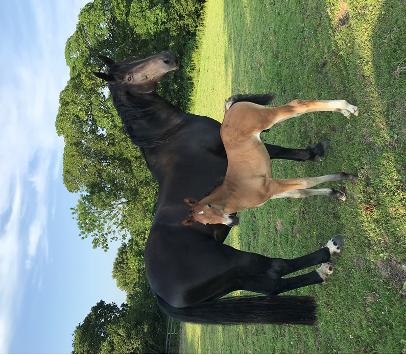 EquineRescueServices tweet media