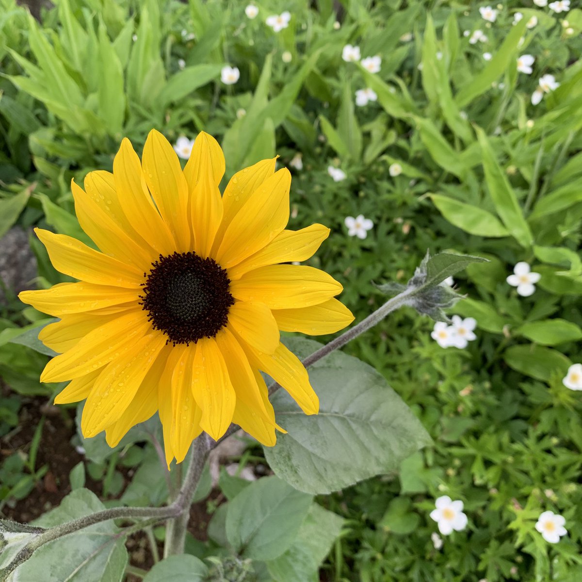 やっこ 黄色い花と小さな花 黄色 白 花 Yellow White Flower Garden Flor Branca Amarela Jardim
