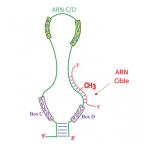 CNRS_Toulouse's tweet photo. [Actu #science] Le #LBME @CbiToulouse a identifié de nouveaux ARN C/D capables de guider une méthylation en 2’-O-ribose sur un ARN de transfert : l’ARNt-méthionine. Cette étude est publiée dans Genes and Development.
🗞️DOI:10.1101/gad.326363.119
https://t.co/EgnHaQteOa https://t.co/lsQxObTZgJ
