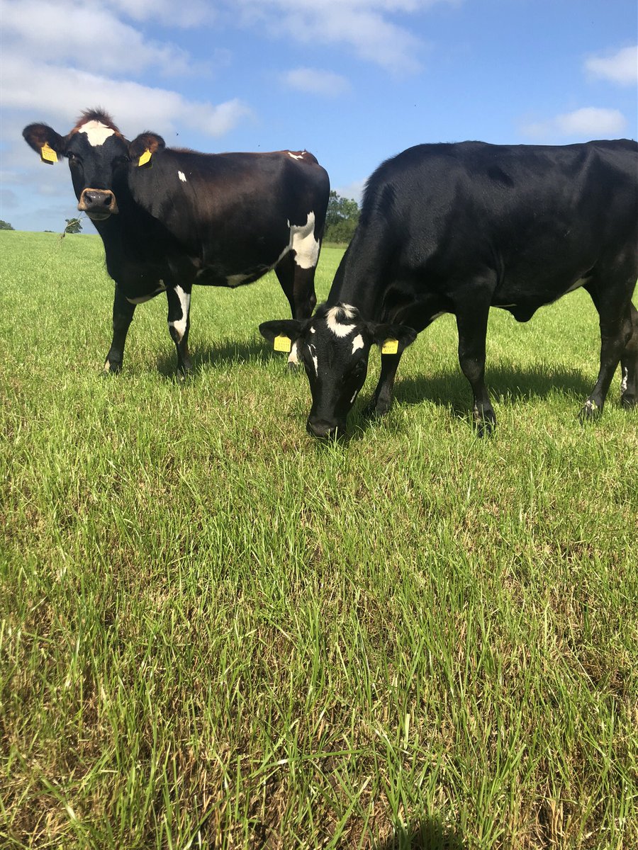 farmeronaharley's tweet image. Fantastic bunch of #Procross heifers #holstinemontyjersey