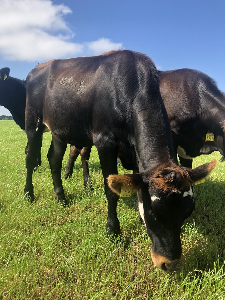 farmeronaharley's tweet image. Fantastic bunch of #Procross heifers #holstinemontyjersey