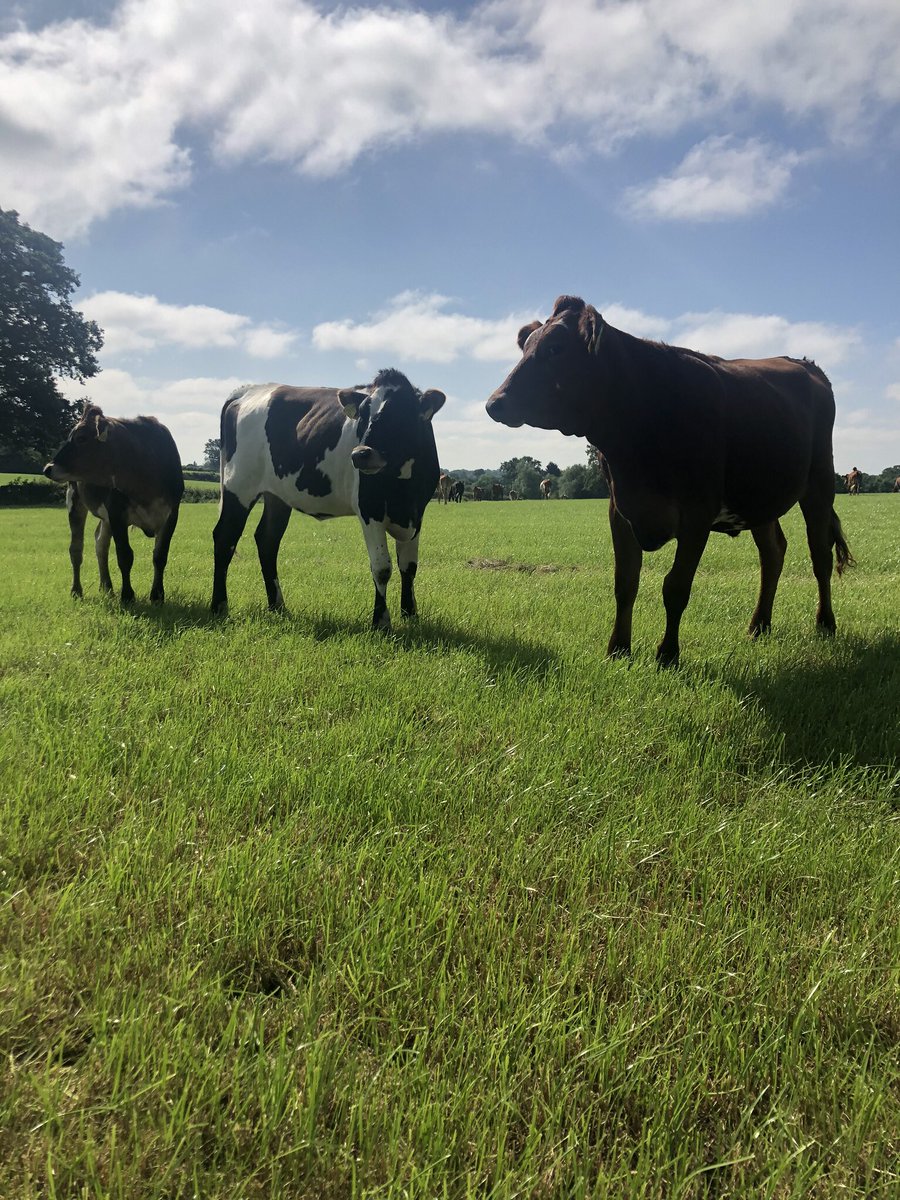 farmeronaharley's tweet image. Fantastic bunch of #Procross heifers #holstinemontyjersey
