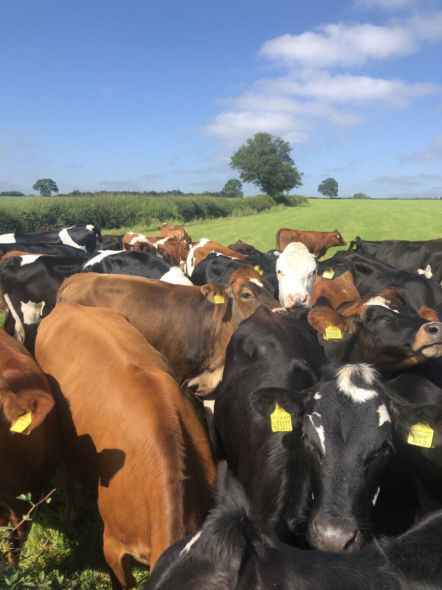 farmeronaharley's tweet image. Fantastic bunch of #Procross heifers #holstinemontyjersey