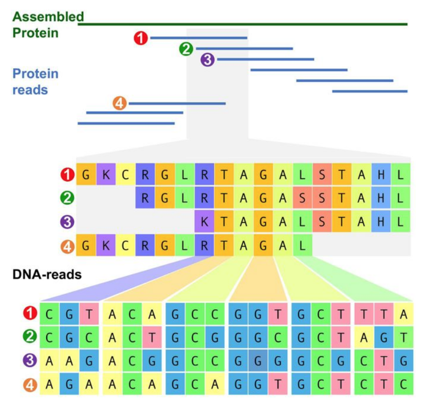 BioDecoded's tweet image. Protein-level assembly increases protein sequence recovery from metagenomic samples manyfold | Nature Methods
nature.com/articles/s4159…

#bioinformaitcs