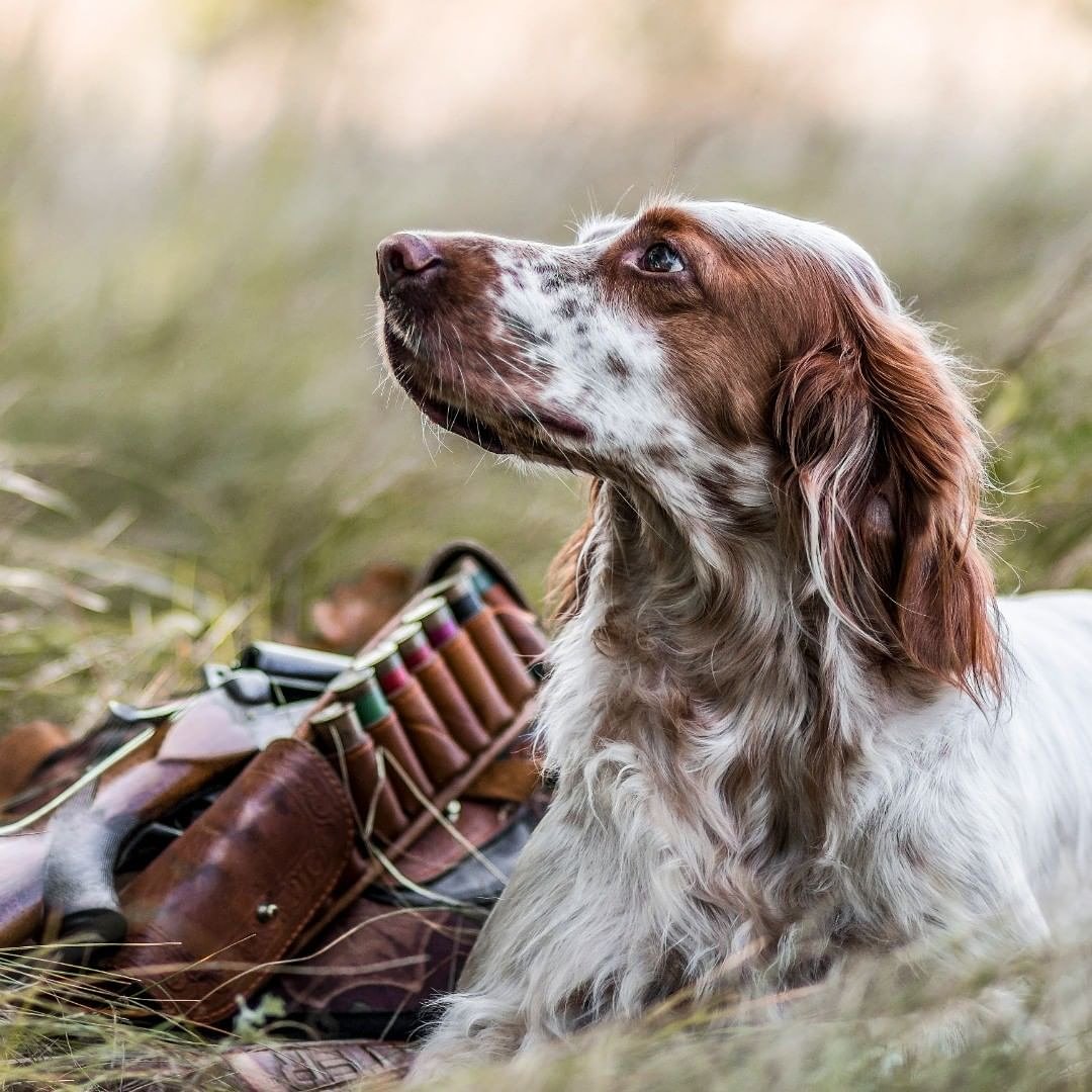 cocinandocaza's tweet photo. #BuenosDías 😉💪
SIN ELLOS LA CAZA NO TIENE SENTIDO
Foto: Shutterstock 
#jaraysedal  #revistajaraysedal #cazadoresjys #jyshunters #pointer #perdiz #cazamenor #chasse #jagd #oxata #smallgame #shootgun #ammo #huntinggame #huntingdog #hunt #jakt #wildmeat #estoescaza #cocinandocaza https://t.co/VzoCHRPAMf