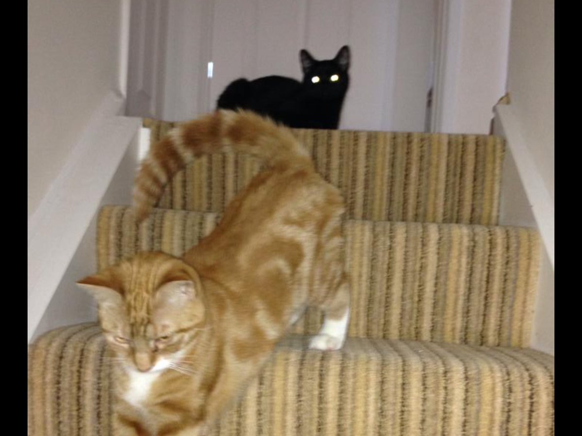 What did I adopt 🤭