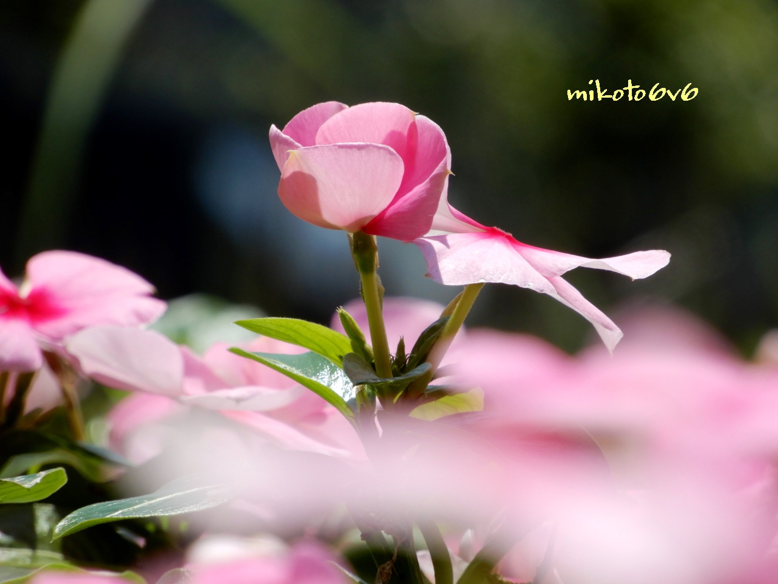 Mikoto お日さま 大好き 花言葉 生涯の友情 楽しい思い出 優しい追憶 追慕 揺るぎない献身 ニチニチソウ 日々草 ニチニチカ ソノヒグサ ビンカ 花 イマハナ 夏 Madagascarperiwinkle Rosyperiwinkle Flower Summer Slowlife Nikon