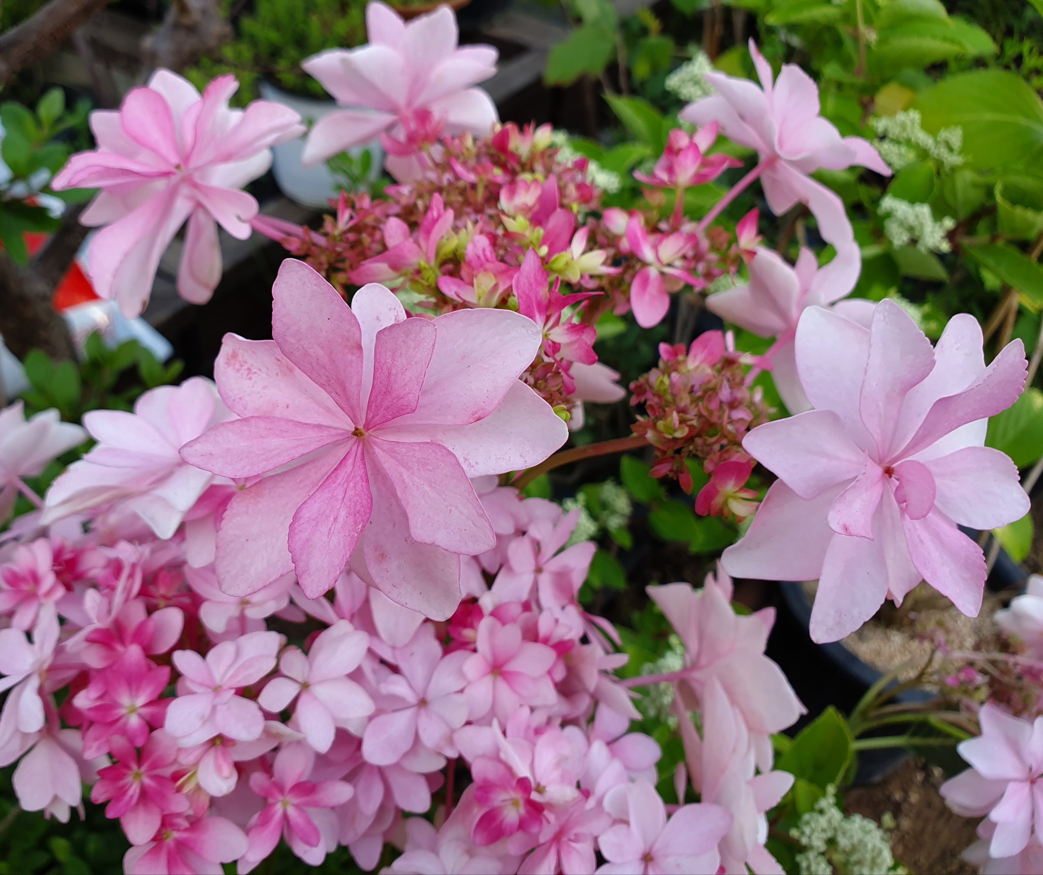 新天地耶稣教会on Twitter 天国的奥秘 种子的比喻与天国https T Co 22kmvhowul 真正且正确认识圣经与新天地 新天地 耶稣 教会 圣经 圣灵 圣徒 福音 基督