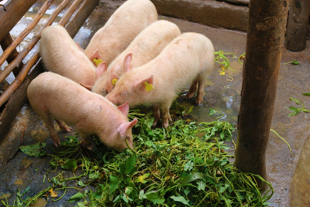 jaguza_app's tweet image. Hormones such as anabolic implants and steroids or rBST (recombinant bovine somatotropin) improve production efficiency, growth rate or milk production in cattle. Hormones are not used in pig or poultry production. #JaguzaLivestockApp #LivestockTips