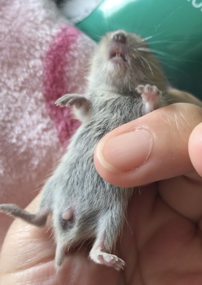 y_s_9_g's tweet photo. #ステップレミング #げっ歯類 #Laguruslagurus #Steplemming From JAPAN cute baby♡10day. ♂??? ♀???
日本語しか出来ません…(^_^;)翻訳して理解します!雄?雌?わからない。保定が下手でごめんなさい🙏 https://t.co/kZ9B6SZH9F