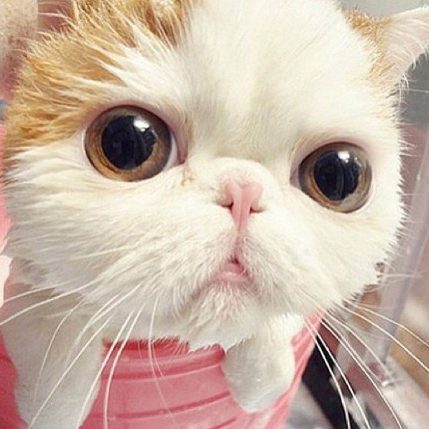 Bath time actually feels good sometimes
#meow #blackcats